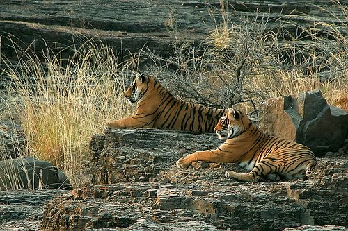 The Desert_Tiger Safari